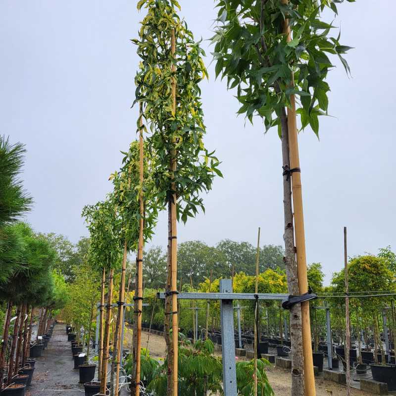 Liquidambar styraciflua ‘Variegata’