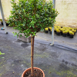 Azalea japonica ‘Blaauw's Pink’ - Azalée du japon