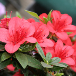 Azalea japonica Aladdin Scout