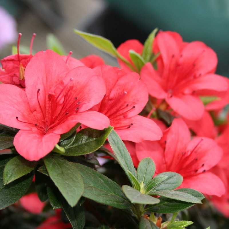 Azalea japonica Aladdin Scout