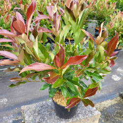 Viburnum odoratissimum Coppertop