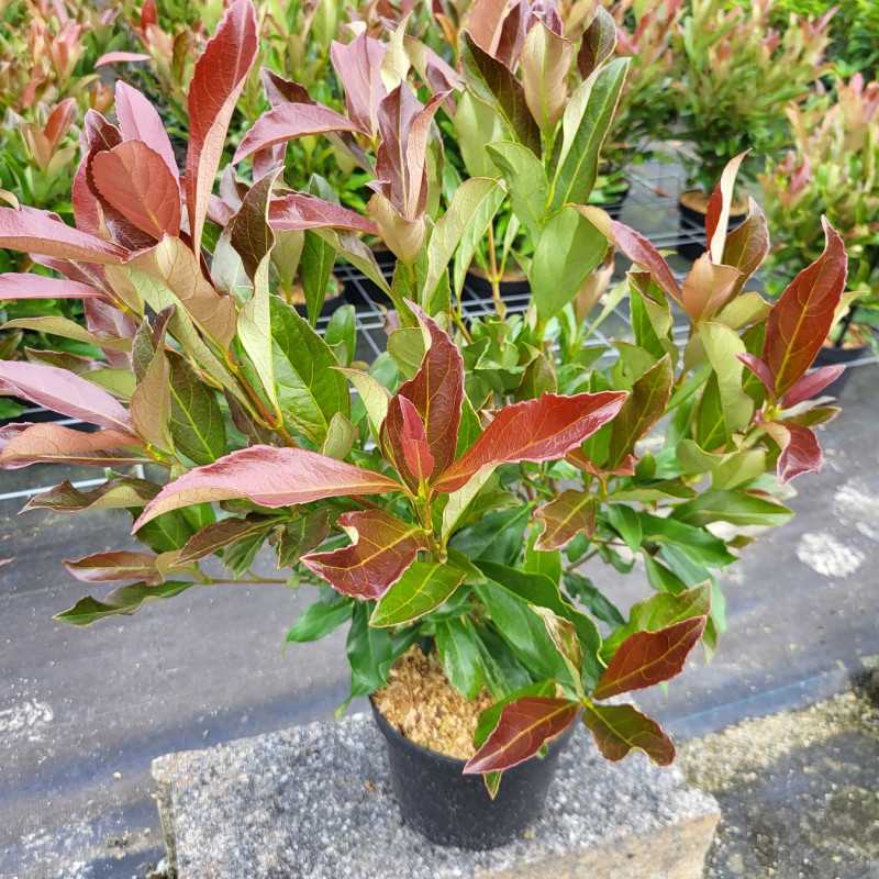 Viburnum odoratissimum Coppertop