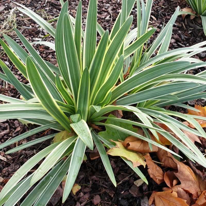 Agapanthus ‘Blue panache'