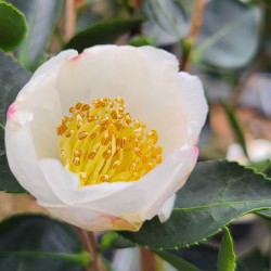 Camellia sasanqua ‘Narumigata’ - Camelia d'automne