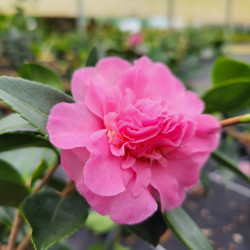 Camellia sasanqua Showa no Sakae