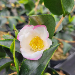 Camellia sasanqua ‘Yoimachi’