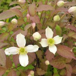 Clematis montana ‘Wilsonii’