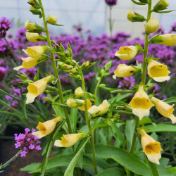 Digitalis ‘Spice Island‘