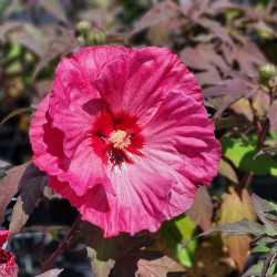 Hibiscus moscheutos ‘Berry Awesome’