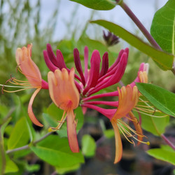 Lonicera heckrottii ‘American Beauty‘