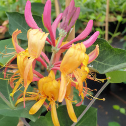 Lonicera heckrottii ‘American Beauty‘