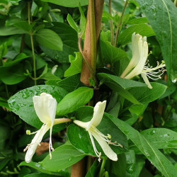 Lonicera acuminata