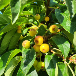 MALUS TORINGO ‘JUTTA‘ - Pommier d'ornement