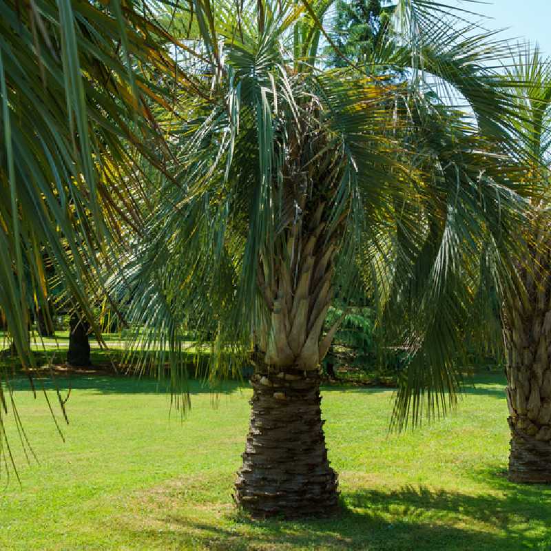 Butia capitata - Palmier