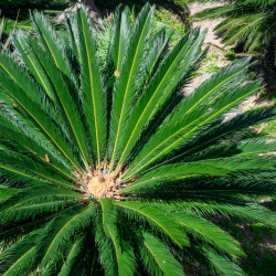 Cycas revoluta