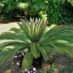 Cycas revoluta