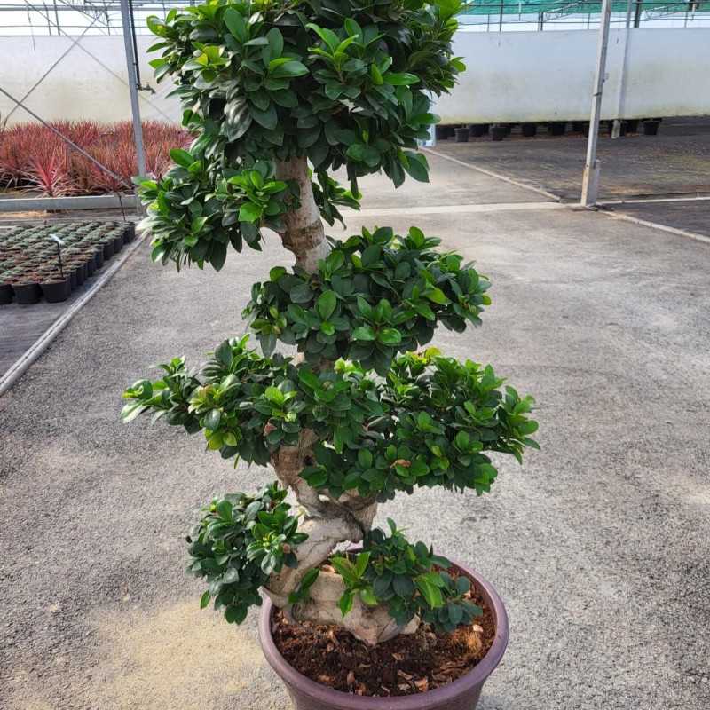 Ficus microcarpa