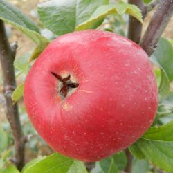 Malus domestica ‘Rouget de Dol’