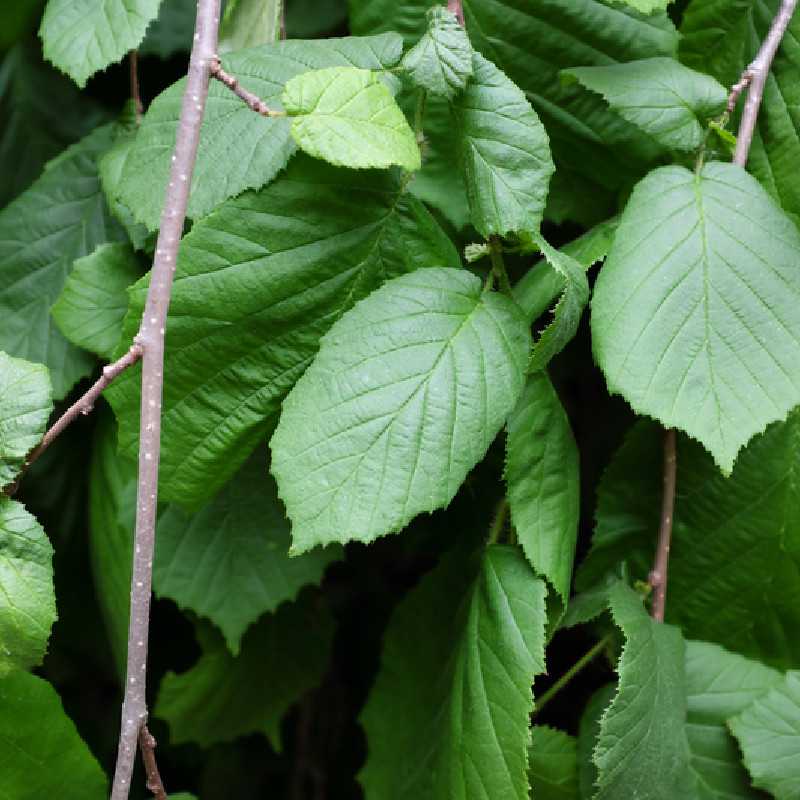 Corylus avellana ‘Pendula’