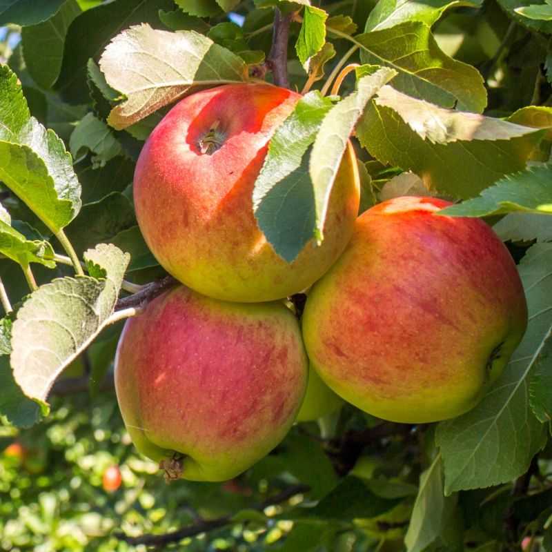 Malus domestica ‘Belle Fleur Double‘