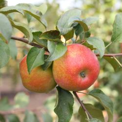 Malus domestica ‘Ontario‘