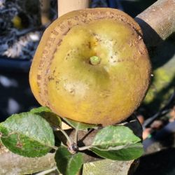 Malus domestica ‘Patte de loup’