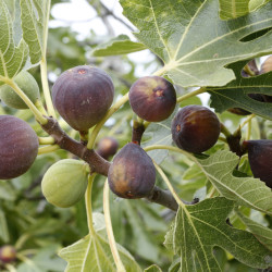 Ficus carica 'Dauphine violette' - Figuier