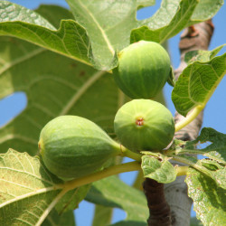 Ficus carica Jannot