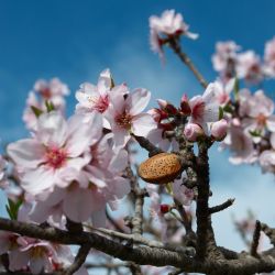 Prunus amygdalus dulcis ‘Aï‘