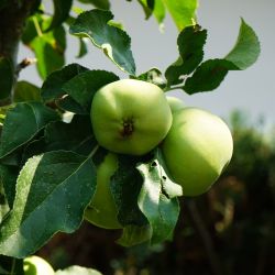 Malus domestica 'Ballerina Bolero'