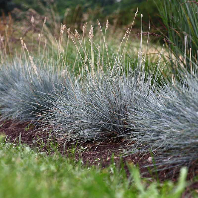 Festuca glauca ‘Elijah Blue’