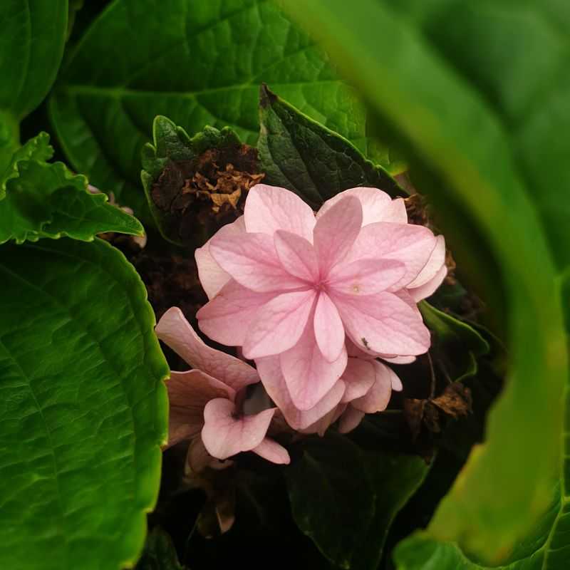 Hydrangea macrophylla Peppermint