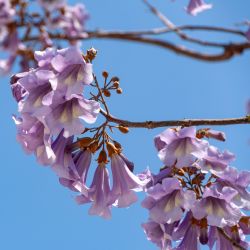 Paulownia fortunei ‘Fast Blue‘ ®