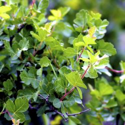 Rhus aromatica ‘Grow-Low‘ ®