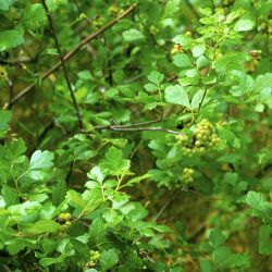 Rhus aromatica ‘Grow-Low‘