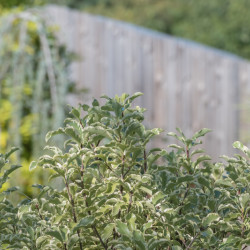 Pittosporum tenuifolium ‘Victoria’