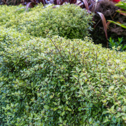 Pittosporum tenuifolium ‘Victoria’