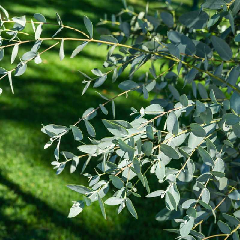 Eucalyptus gunnii ‘France Bleu‘