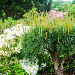 Pinus mugo ‘Mops’