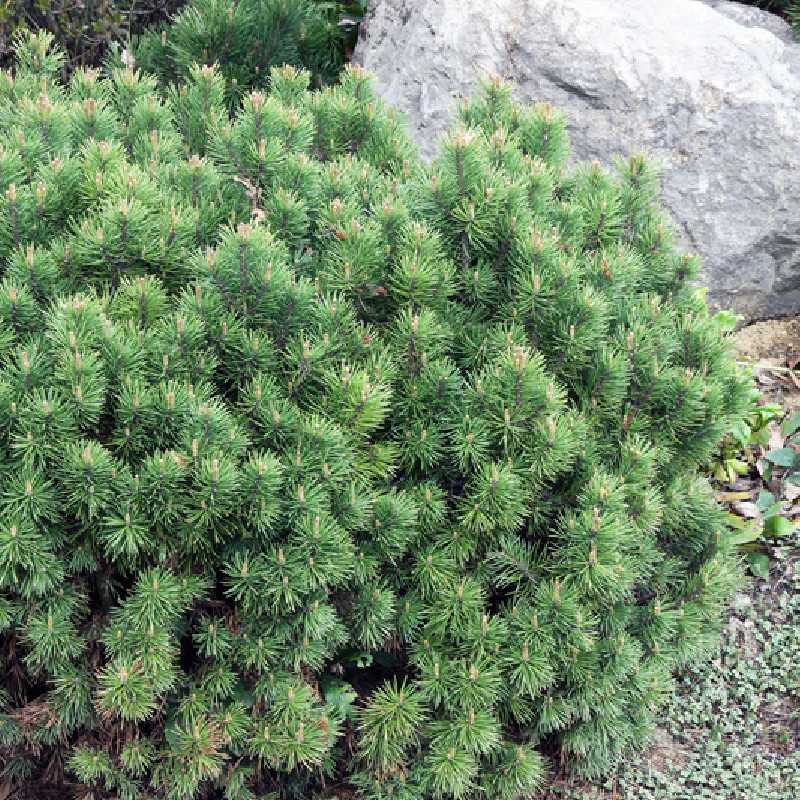 Pinus mugo ‘Mops’