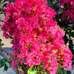 Lagerstroemia indica ‘World's Fair‘ - Lilas des Indes