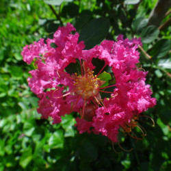 Lagerstroemia indica ‘World's Fair‘ - Lilas des Indes