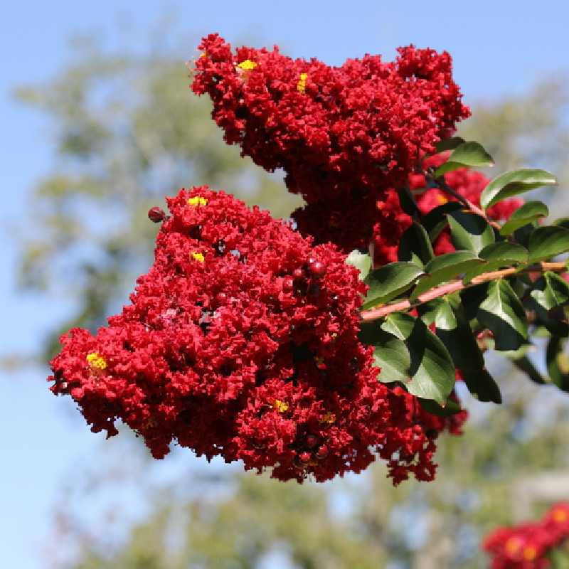 Lagerstroemia indica ‘Dynamite‘ ® - ‘Whit II’