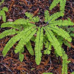 Adiantum aleuticum Imbricatum