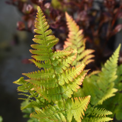 Dryopteris erythrosora