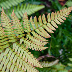 Dryopteris erythrosora