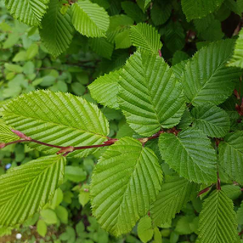 Carpinus betulus