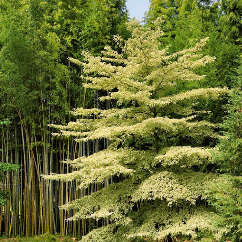 Cornus controversa ‘Variegata’