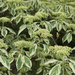 Cornus controversa ‘Variegata’