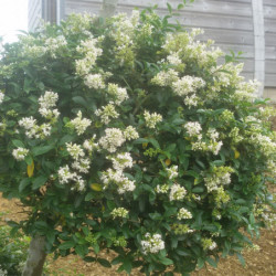 Ligustrum jonandrum (delavayanum) - Troène du Yunnan